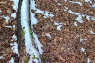 Taierele de la Bile Felix Seful Garzii Forestiere Nu putem considera ca este vorba despre o taiere forestiara clasica dar au fost evidente nereguli