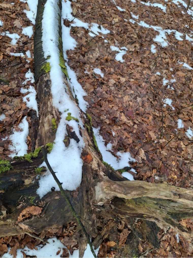 Taierele de la Bile Felix Seful Garzii Forestiere Nu putem considera ca este vorba despre o taiere forestiara clasica dar au fost evidente nereguli