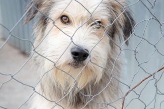 Arges 91 de dosare penale in domeniul protectiei animalelor in 2025