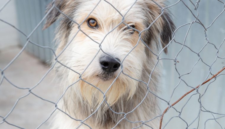 Arges 91 de dosare penale in domeniul protectiei animalelor in 2025