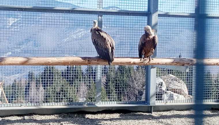 Moment istoric la Rucar Vulturii s au intors pe Muntele Capitanu