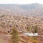 Reimpadurire in regiunea Nucsoara