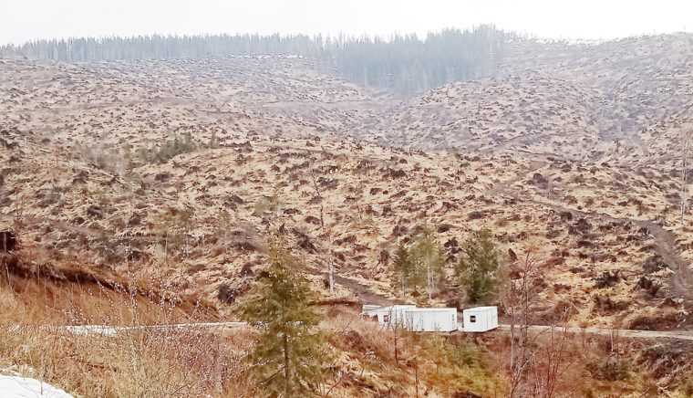 Reimpadurire in regiunea Nucsoara