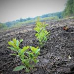 Romsilva va planta 25 de milioane de puieti in 2026