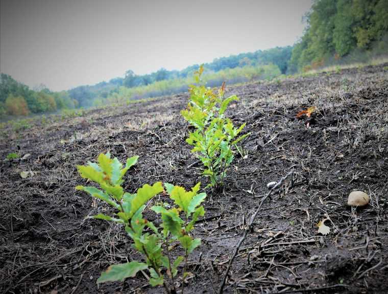 Romsilva va planta 25 de milioane de puieti in 2026