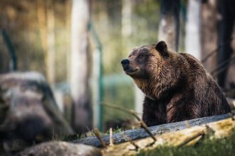 Senatul a aprobat dublarea cotei de recoltare a ursului brun