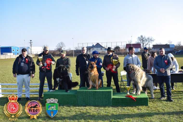 Spectacol canin de exceptie la Costesti Sute de caini de rasa au defilat la CACIB WDF Arges Dog Show 2026