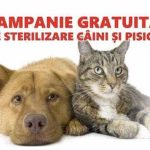Sterilizarea gratuita a animalelor de companie la Curtea de Arges
