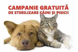 Sterilizarea gratuita a animalelor de companie la Curtea de Arges