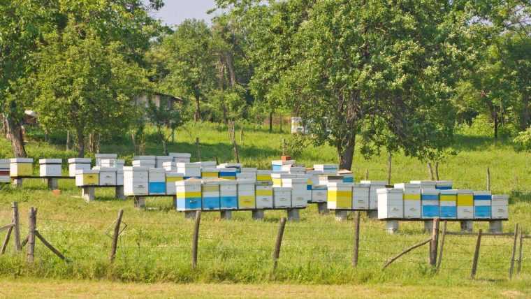 Subventii de la stat pentru apicultori 12 euro pentru fiecare familie de albine