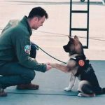 Un pilot s a inecat in timp ce incerca sa salveze un caine