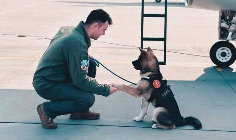 Un pilot s a inecat in timp ce incerca sa salveze un caine