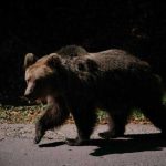 Ursi in comunele Musatestii si Salarucu Pompierii au fost solicitati