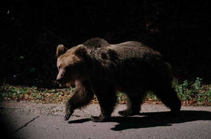 Ursi in comunele Musatestii si Salarucu Pompierii au fost solicitati