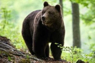 Ursii se invarta in jurul gospodariilor din Arges Au atacat in patru comune