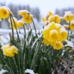 Vesti nefaste de la meteorologi Ninsorile sosesc la mijlocul lunii martie