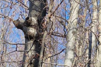 video interventie cu elicoptere pentru stingerea incendiului din corbieni