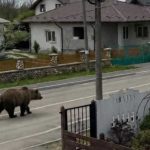 Alerte in Bradu Ursul a fost observat pe strada Garii