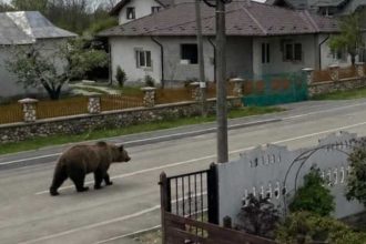 Alerte in Bradu Ursul a fost observat pe strada Garii