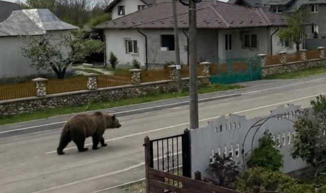 Alerte in Bradu Ursul a fost observat pe strada Garii
