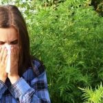 Amenzi pentru proprietarii care nu eradicheaza ambrozia