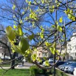 Arborele lalea a inflorit la Pitesti