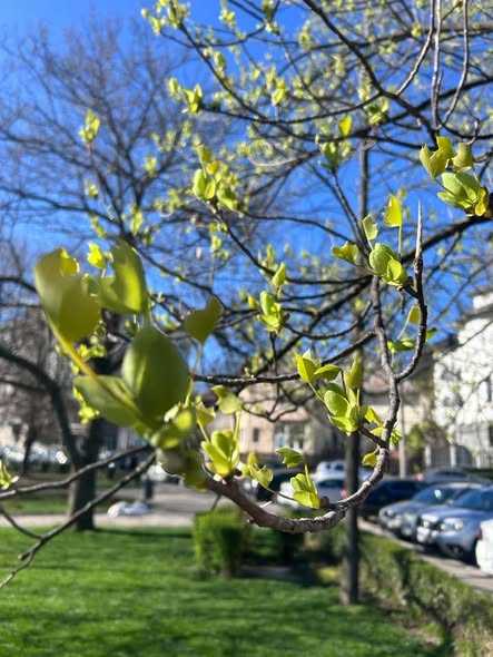 Arborele lalea a inflorit la Pitesti