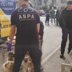 Interventie de urgenta in Capitala 25 de caini salvati dintr un apartament in care erau tinuti fara apa si hrana