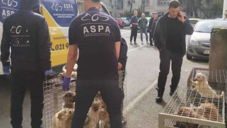 Interventie de urgenta in Capitala 25 de caini salvati dintr un apartament in care erau tinuti fara apa si hrana