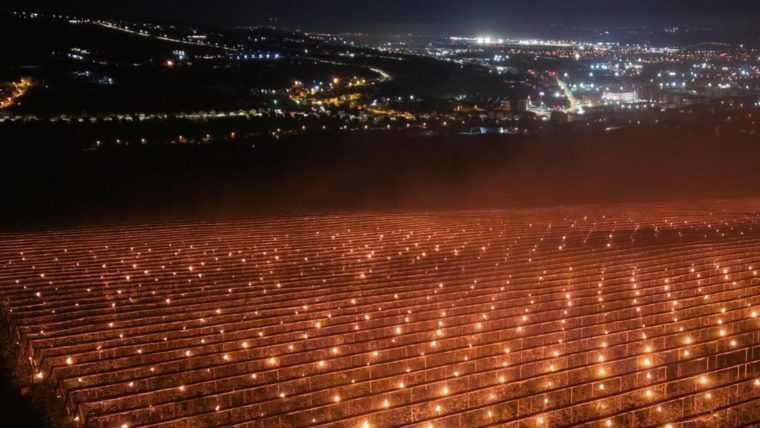 O ferma din Romania a ars lumanari de zeci de mii de euro intr o noapte pentru a proteja o livada de inghet