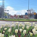 Piteshtiul se pregateste din nou sa infloreasca Simfonia Lalelelor 2024 orasul inflorit in sarbatoare