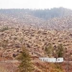 Reimpadurirea in zona Nucsioara