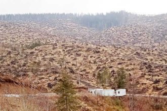 Reimpadurirea in zona Nucsioara
