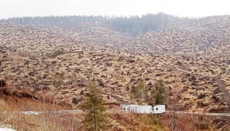 Reimpadurirea in zona Nucsioara