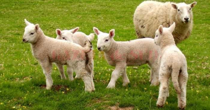 Traditia mielului de Paste Semnificatia si explicatiile preotilor despre acest obicei