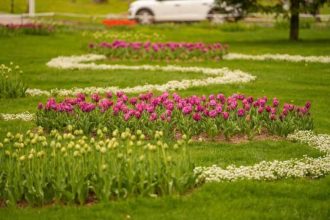 Transport gratuit la Simfonia Lalelelor in Parcul Lunca Argesului