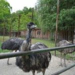 Zoo Pitesti deschisa si de 1 Mai Care este pretul biletului de intrare