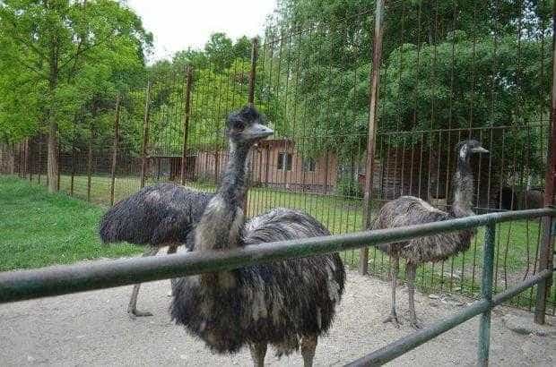 Zoo Pitesti deschisa si de 1 Mai Care este pretul biletului de intrare