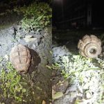 grenada descoperita intre blocuri la galati