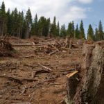 jaf pe drum agent green dezvaluie defrisarea sistematica a padurilor din berevoiest