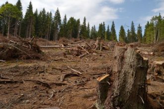 jaf pe drum agent green dezvaluie defrisarea sistematica a padurilor din berevoiest