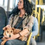 Animalele vor putea circula cu transportul in comun in Targoviste