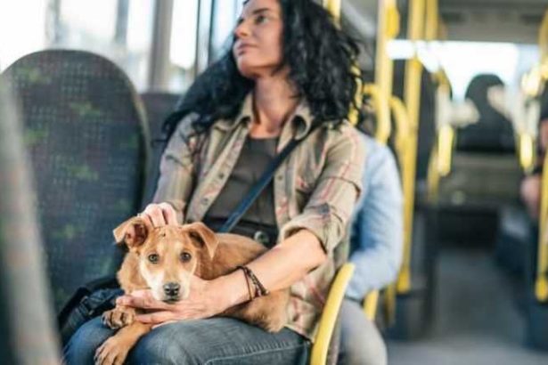 Animalele vor putea circula cu transportul in comun in Targoviste
