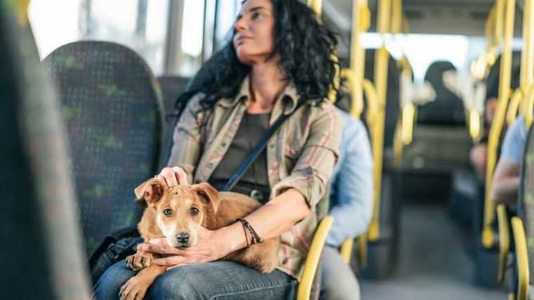 Animalele vor putea circula cu transportul in comun in Targoviste