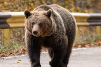 Ia lopata da i in cap Un urs care s a apropriat de gospodarii a fost alungat de localnici in Calimanesti