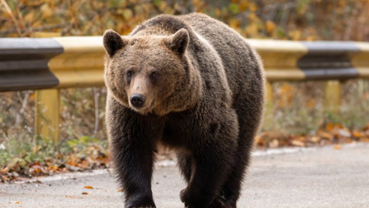 Ia lopata da i in cap Un urs care s a apropriat de gospodarii a fost alungat de localnici in Calimanesti