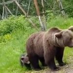 Presedintele Poloniei a adoptat un urs din Romania