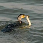 Razboi in UE pentru peste cormoranii devin inamicul public numarul 1 iar noua state solicita masuri drastice