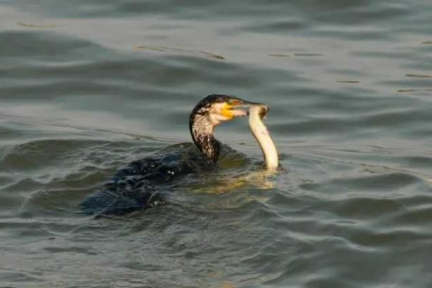 Razboi in UE pentru peste cormoranii devin inamicul public numarul 1 iar noua state solicita masuri drastice