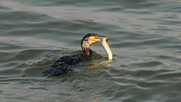 Razboi in UE pentru peste cormoranii devin inamicul public numarul 1 iar noua state solicita masuri drastice